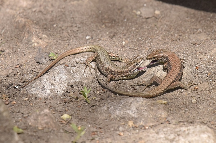 Lucertola dei muri / Podarcis muralis